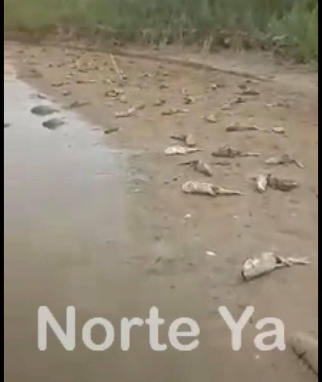 MORTANDAD RIO BERMEJO