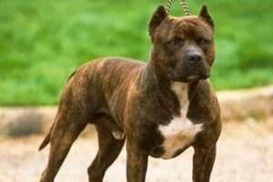 PITBULL