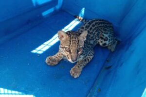 OCELOTE ORAN