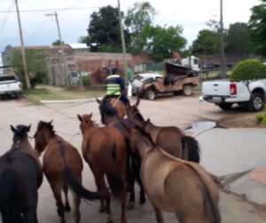 CABALLOS SUELTOS