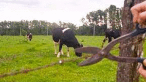 ROBO VACAS