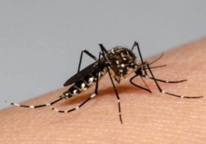 DENGUE