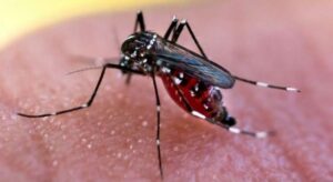 dengue