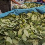Un Juez federal salteño propone regular el abastecimiento de hojas de coca