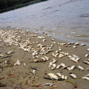 MORTANDAD PECES RIO BERMEJO