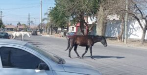 ANIMALES SUELTOS
