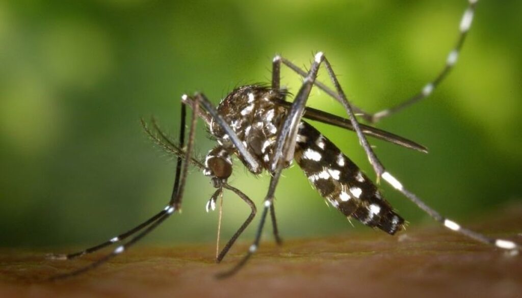 DENGUE