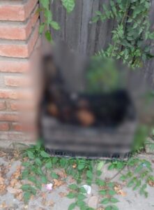 PERRO QUEMADO