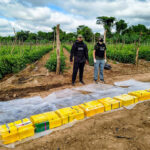 Orán: Una organización narcocriminal arrendaba fincas agrícolas para acopiar cocaína