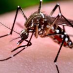 Chikungunya: Aumentan los casos y también los contagios en recién nacidos