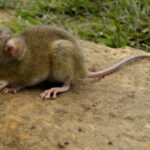 Hantavirus: Confirman 17 casos y 6 muertes en lo que va del año