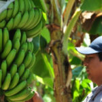 La producción bananera del norte de Salta, en alerta por la quita de controles fitosanitarios