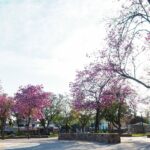Orán de fiesta: Todas las actividades de agosto
